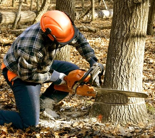 Tree Removal in New Canaan, CT